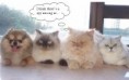 /album/mouhahaha/espion-chien-jpg/