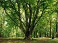 /album/nature/foret08-jpg/